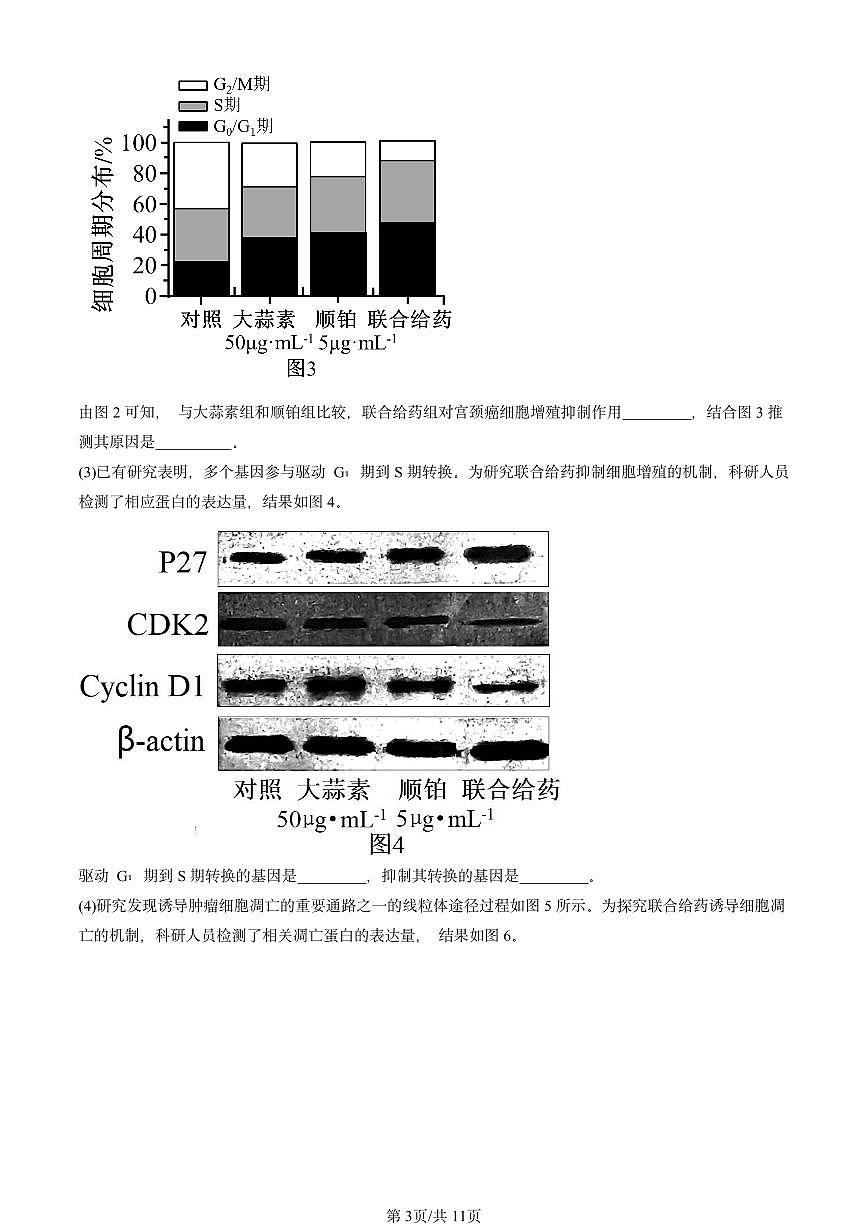 2024北京重点校高三（上）期中真题生物汇编：基因突变和基因重组第3页