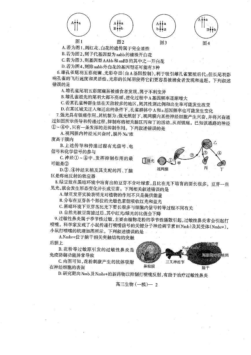 辽宁协作校2024-2025学年度下学期高三第一次模拟考 生物试卷（含答案）第2页