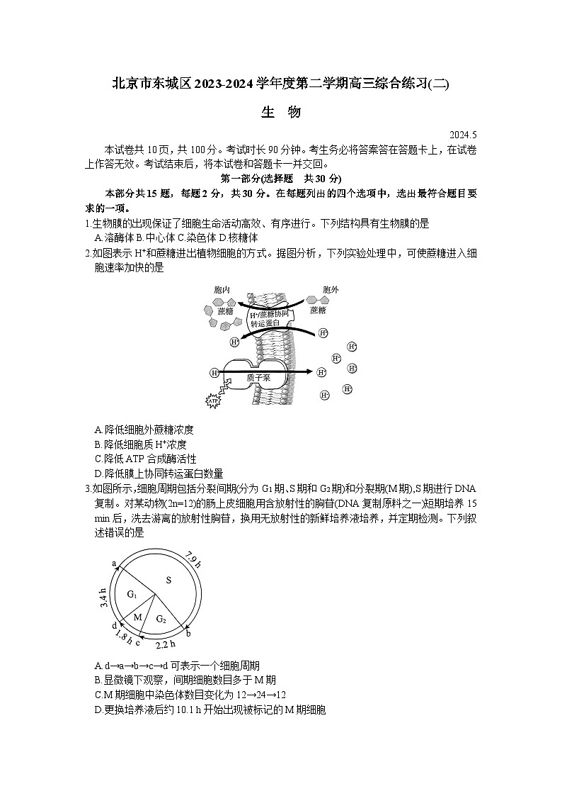 北京市东城区2024届高三下学期5月二模试题 生物 含答案第1页