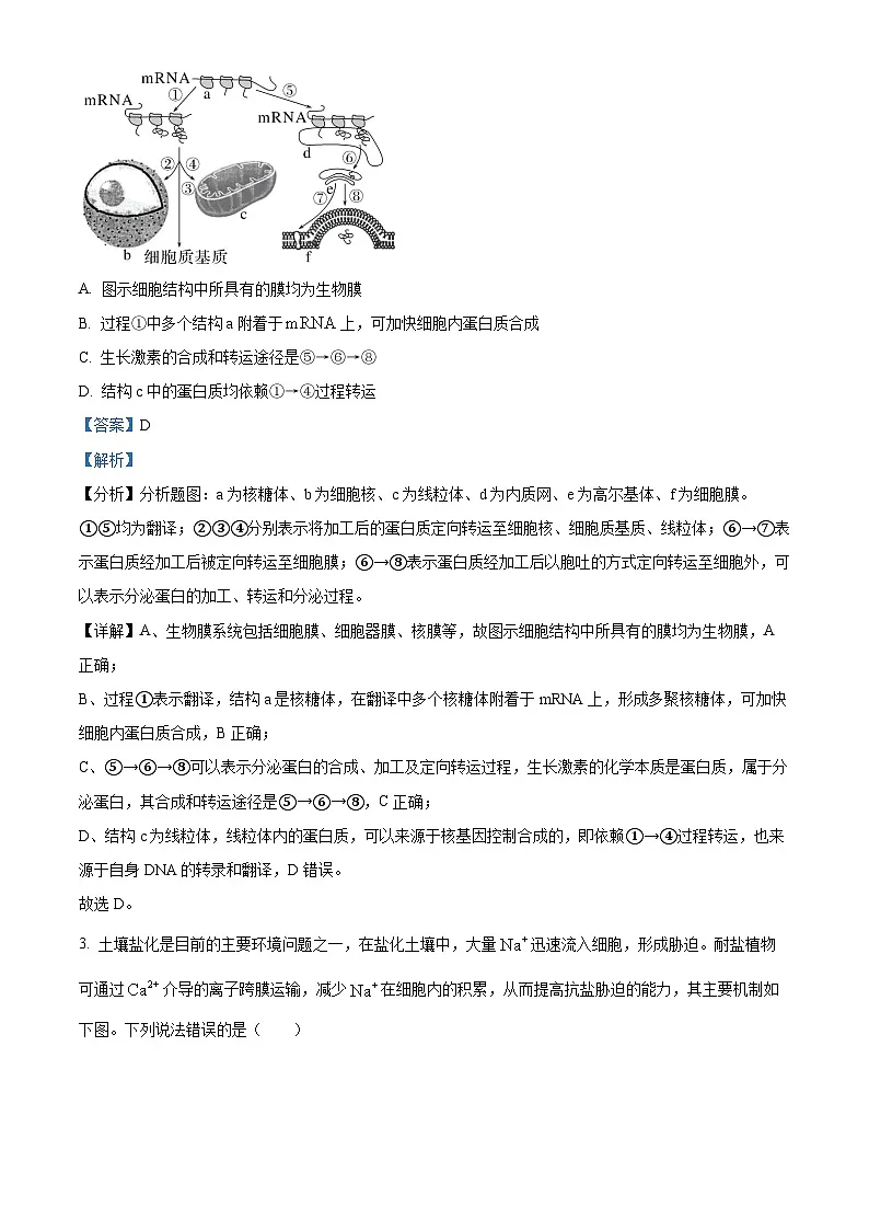 湖南省郴州市2024-2025学年高三上学期一模生物试题 含解析第2页