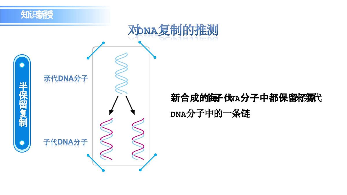 人教版（2019）高中生物必修二第3章基因的本质3.3DNA的复制 课件第4页