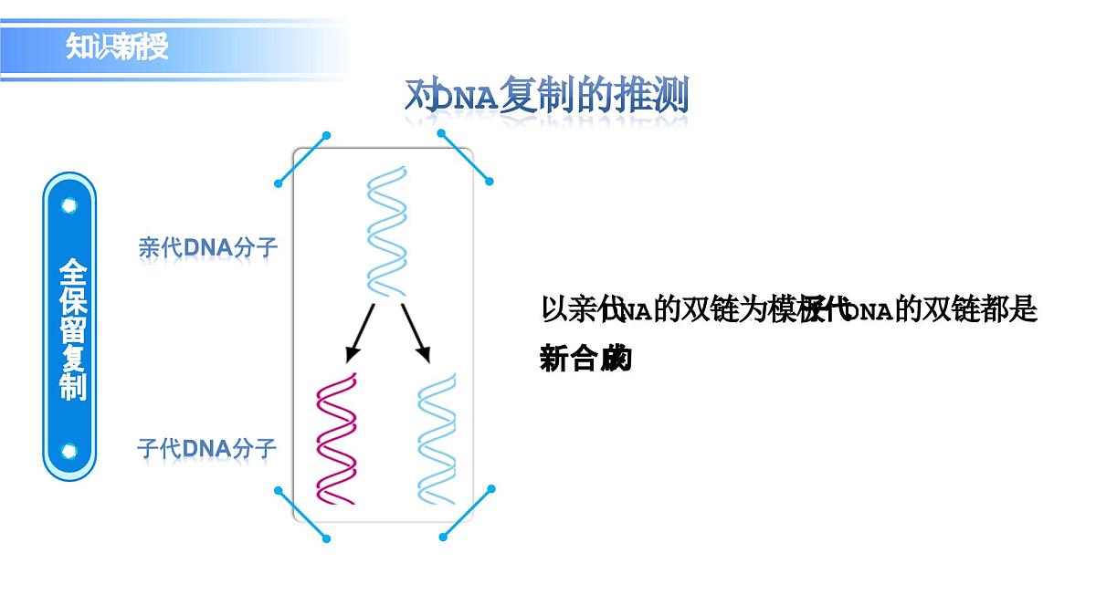 人教版（2019）高中生物必修二第3章基因的本质3.3DNA的复制 课件第5页