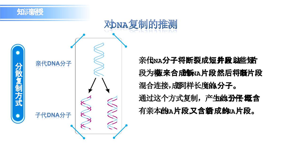 人教版（2019）高中生物必修二第3章基因的本质3.3DNA的复制 课件第6页