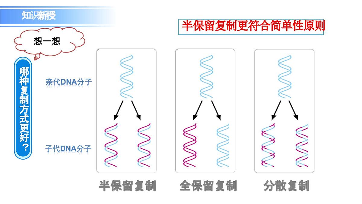 人教版（2019）高中生物必修二第3章基因的本质3.3DNA的复制 课件第7页