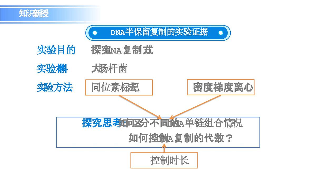 人教版（2019）高中生物必修二第3章基因的本质3.3DNA的复制 课件第8页