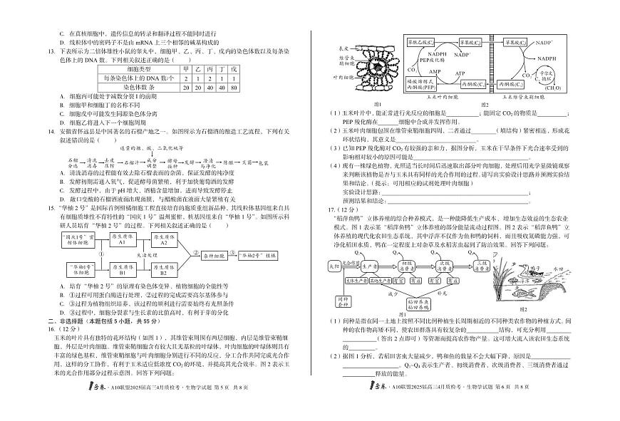 安徽省A10联盟2025届高三下学期4月联考-生物试题+答案第3页