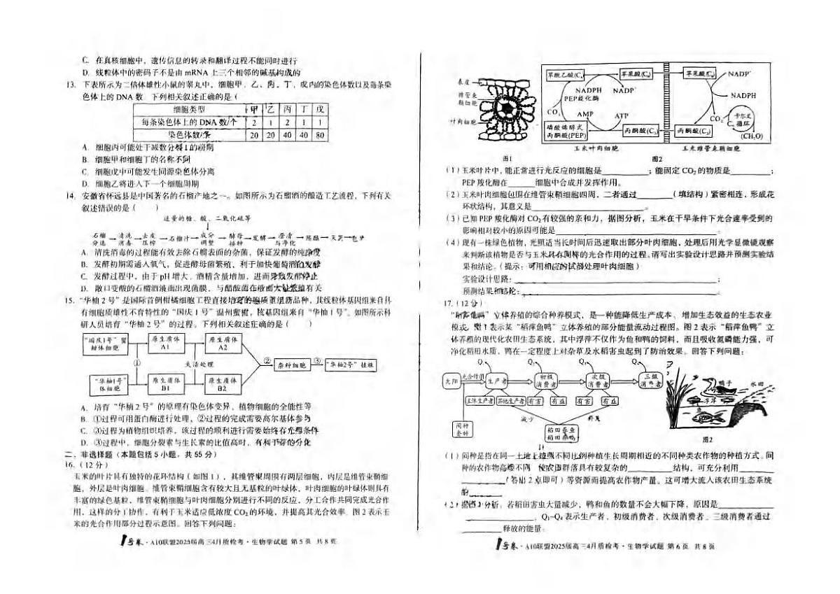 生物丨1号卷A10联盟安徽省2025届高三下学期4月质检生物试卷及答案第3页