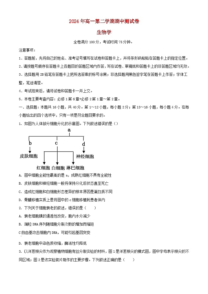广东省高州市2023_2024学年高一生物下学期期中试题含解析第1页