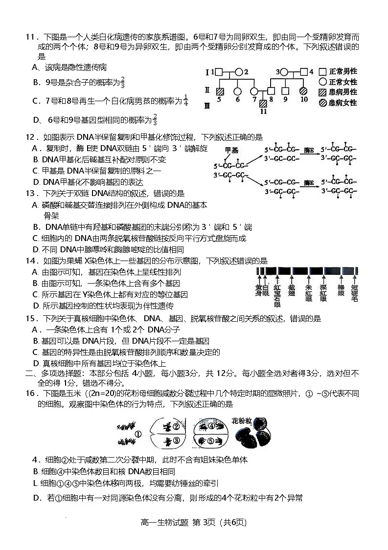 江苏省徐州市2024-2025学年高一下学期期中考试生物试卷（Word版附答案）第3页