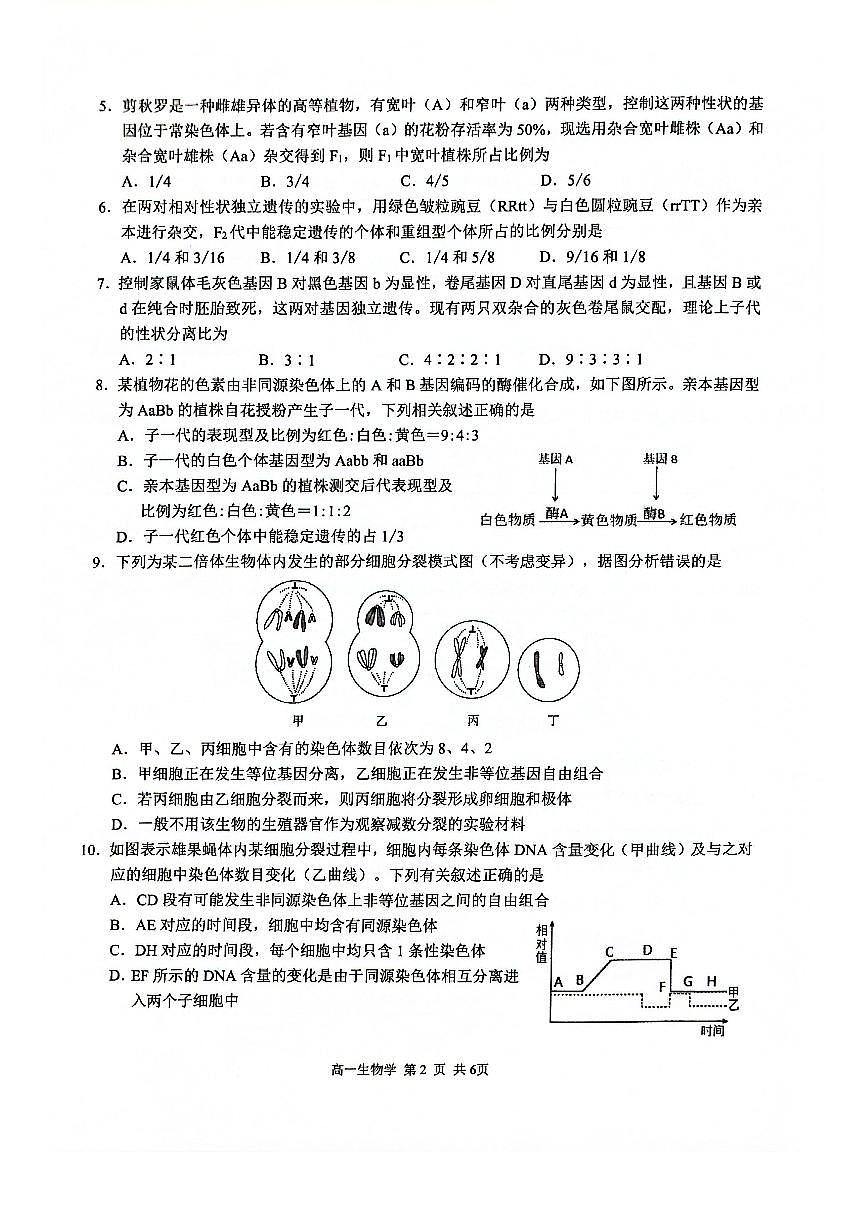 广西河池市十校2024-2025学年高一下学期校联体第一次联考生物试题（PDF版附解析）第2页