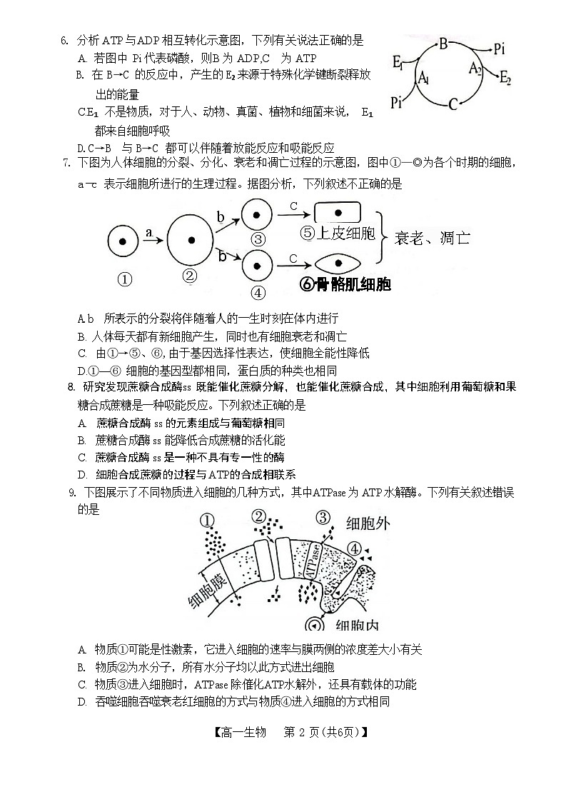 广西壮族自治区玉林市2023-2024学年高一上学期期末考试生物试题（含答案）第2页