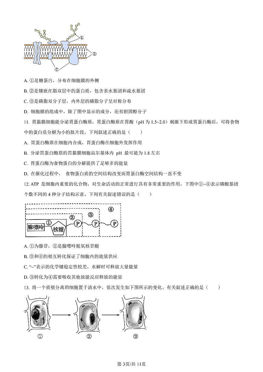 浙江省绍兴市2023-2024学年高一1月期末生物试题（含答案）第3页