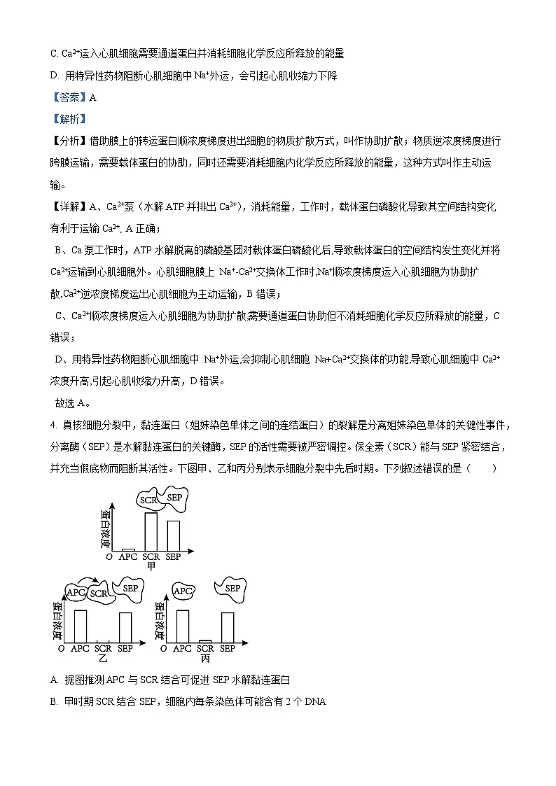 2025届安徽省皖北协作体高三一模考试生物题（解析版）第3页