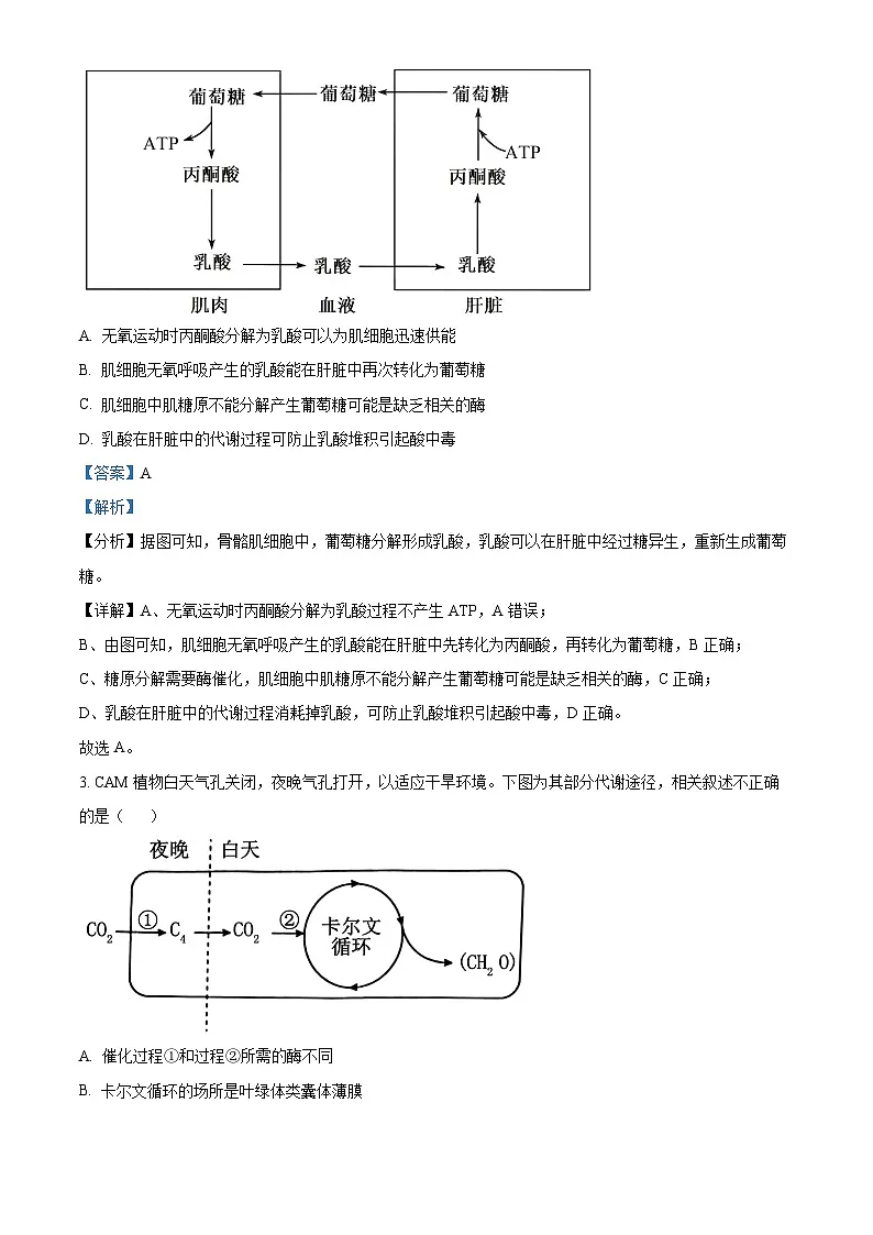 2024届北京市丰台区高三一模生物试题 Word版含解析第2页