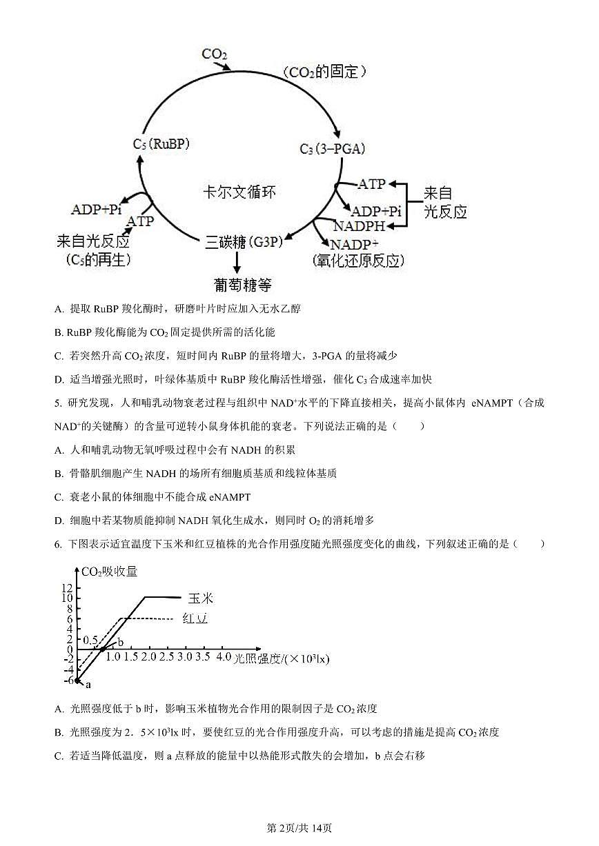 山东省高中名校2024届高三上学期12月统一调研考试生物试卷（含答案）第2页