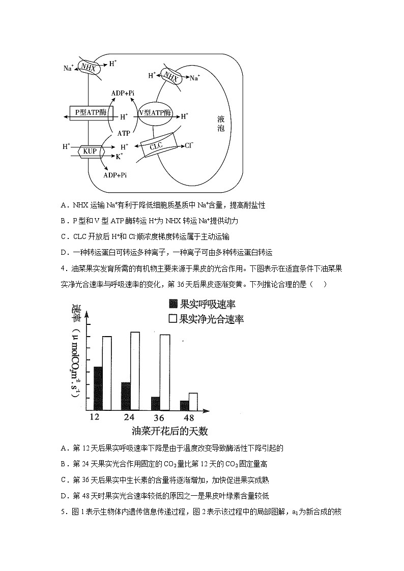 河北省廊坊市一中2022-2023学年高三12月第一次模拟生物试题 附答案第2页
