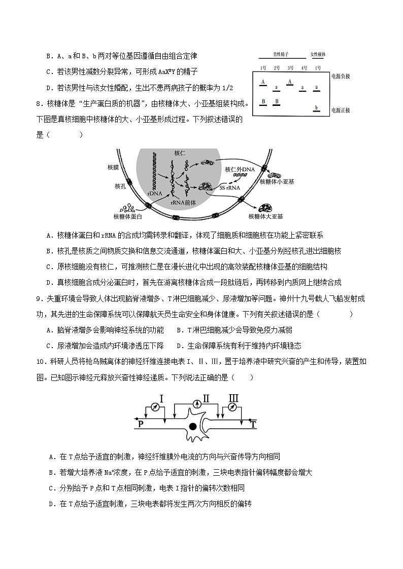 2025年高考第二次模拟考试卷：生物（湖北卷）（考试版）第3页