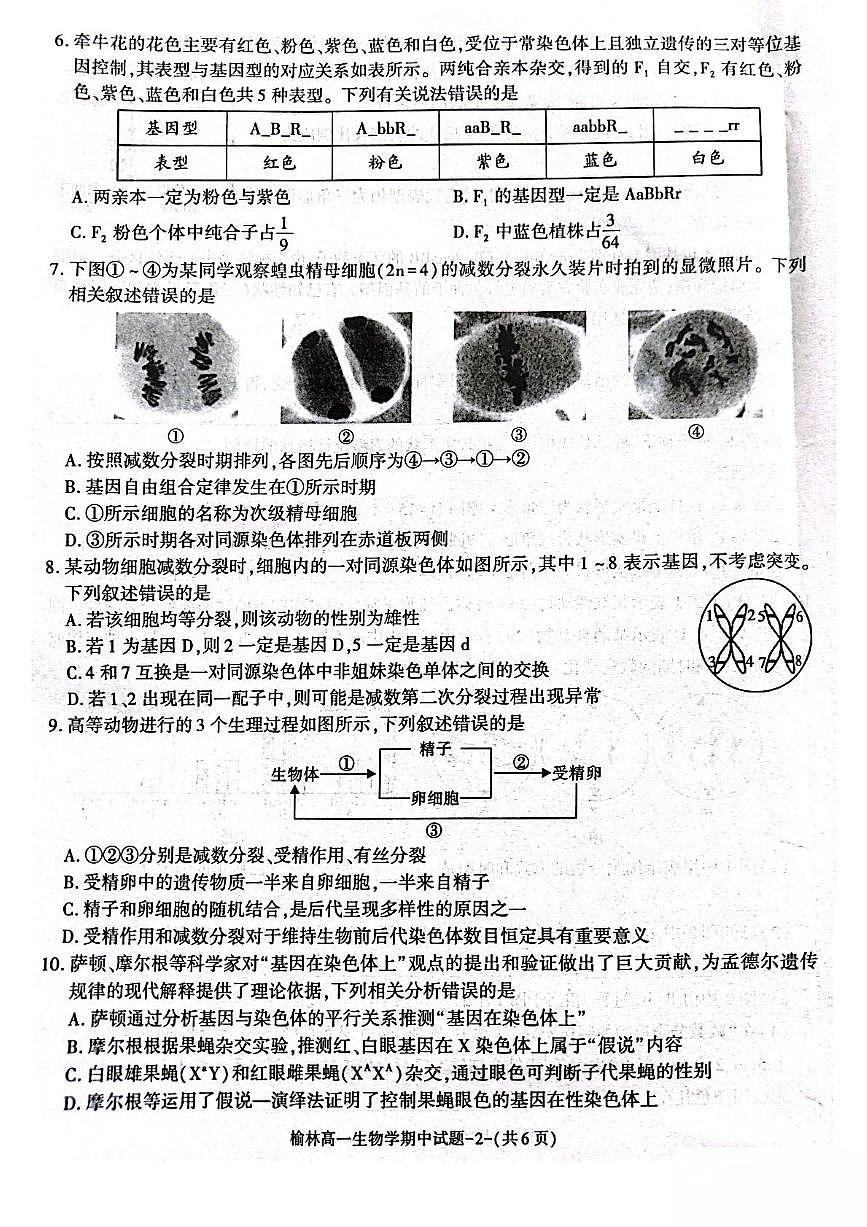 陕西省榆林市2024-2025学年高一下学期期中联考生物试卷（PDF版附答案）第2页