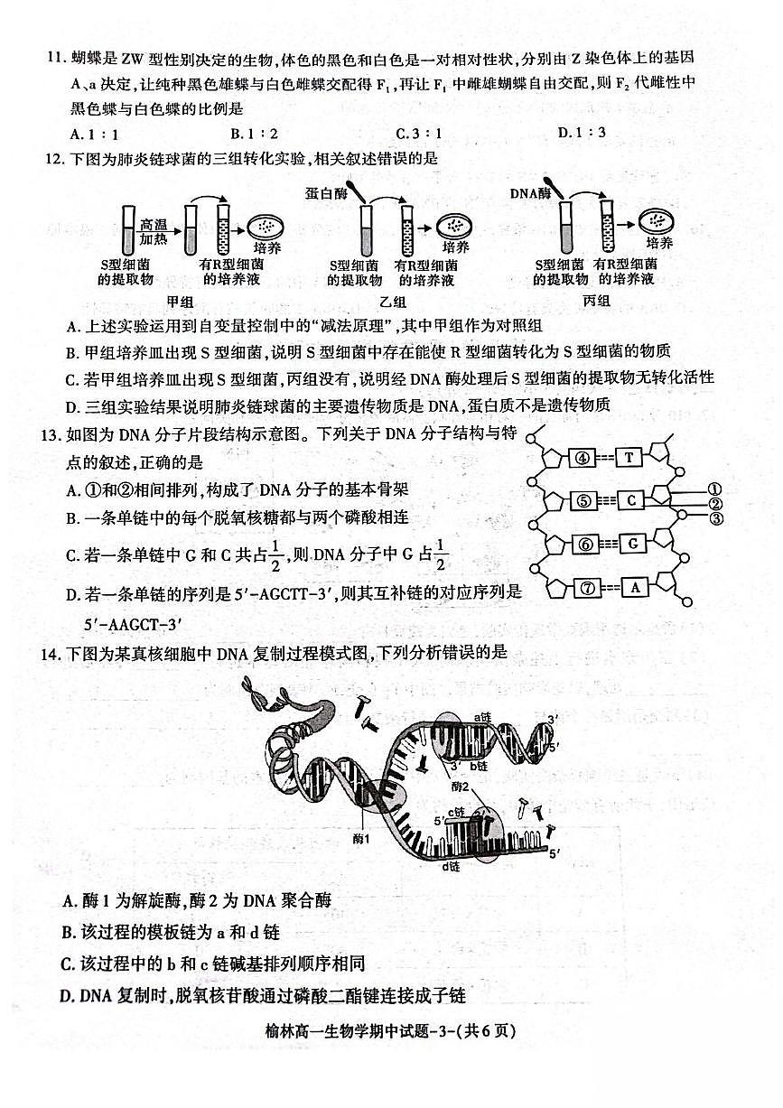 陕西省榆林市2024-2025学年高一下学期期中联考生物试卷（PDF版附答案）第3页