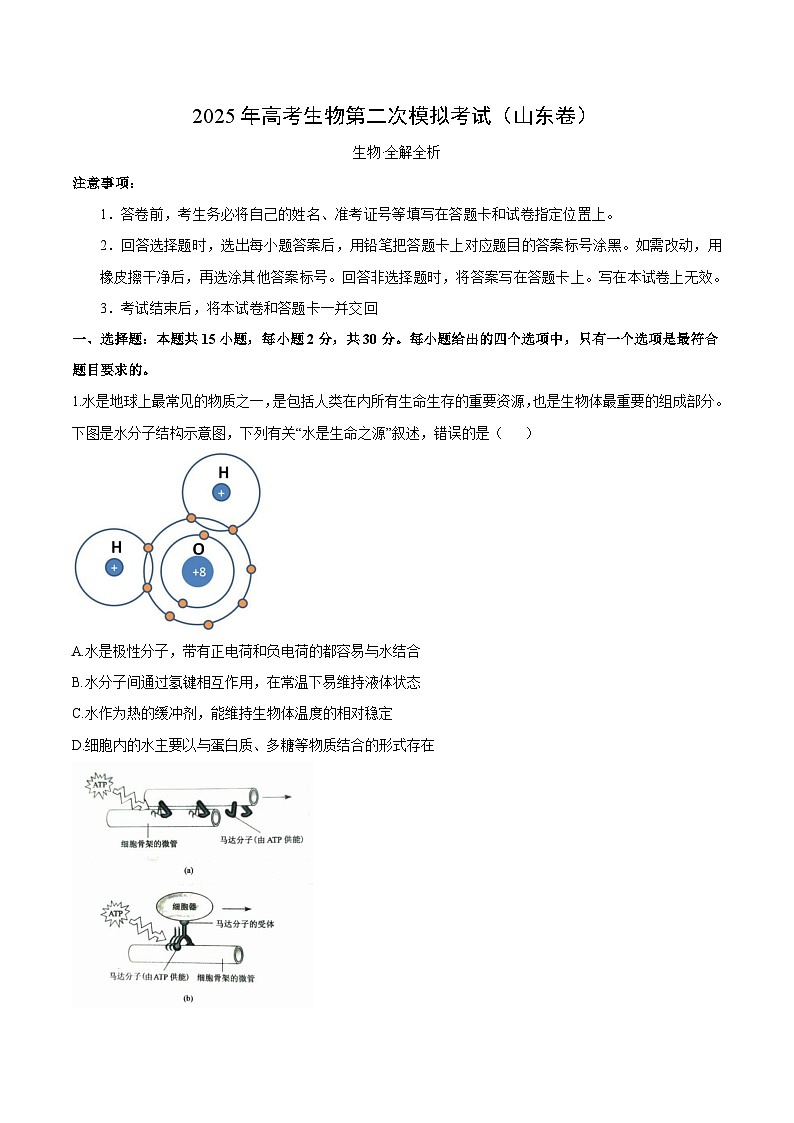 2025年高考第二次模拟考试卷：生物（山东卷）（考试版）第1页