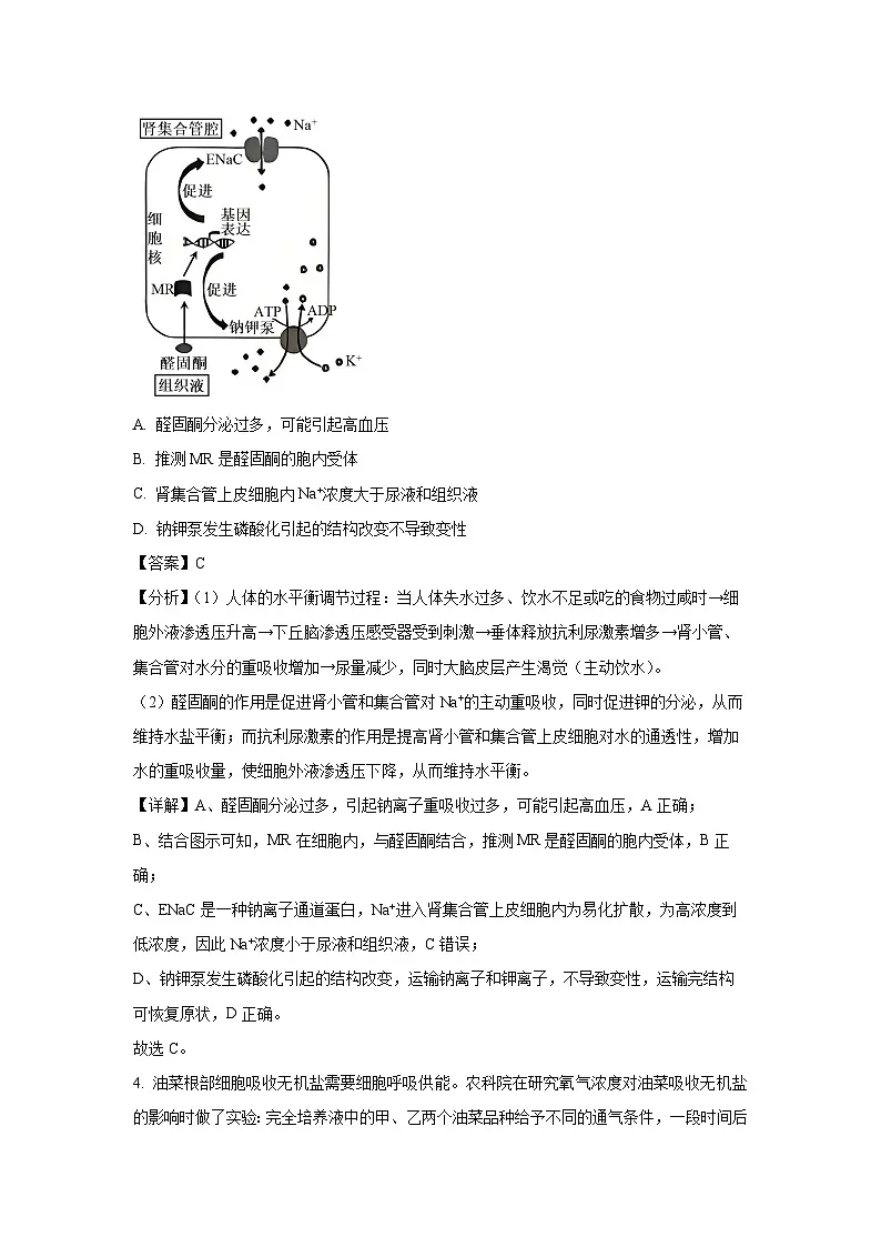 贵州省贵州六校联考2024-2025学年高三下学期3月月考生物试卷（解析版）第3页