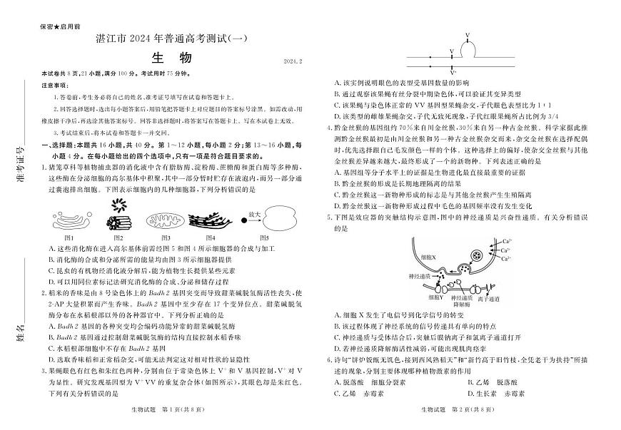 2024届广东省湛江市普通高考第一次模拟考试 生物试卷（含答案）第1页
