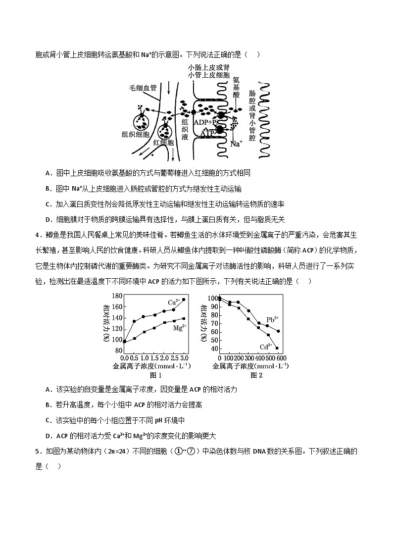 2025年高考第三次模拟考试卷：生物（河北卷）（考试版）第2页