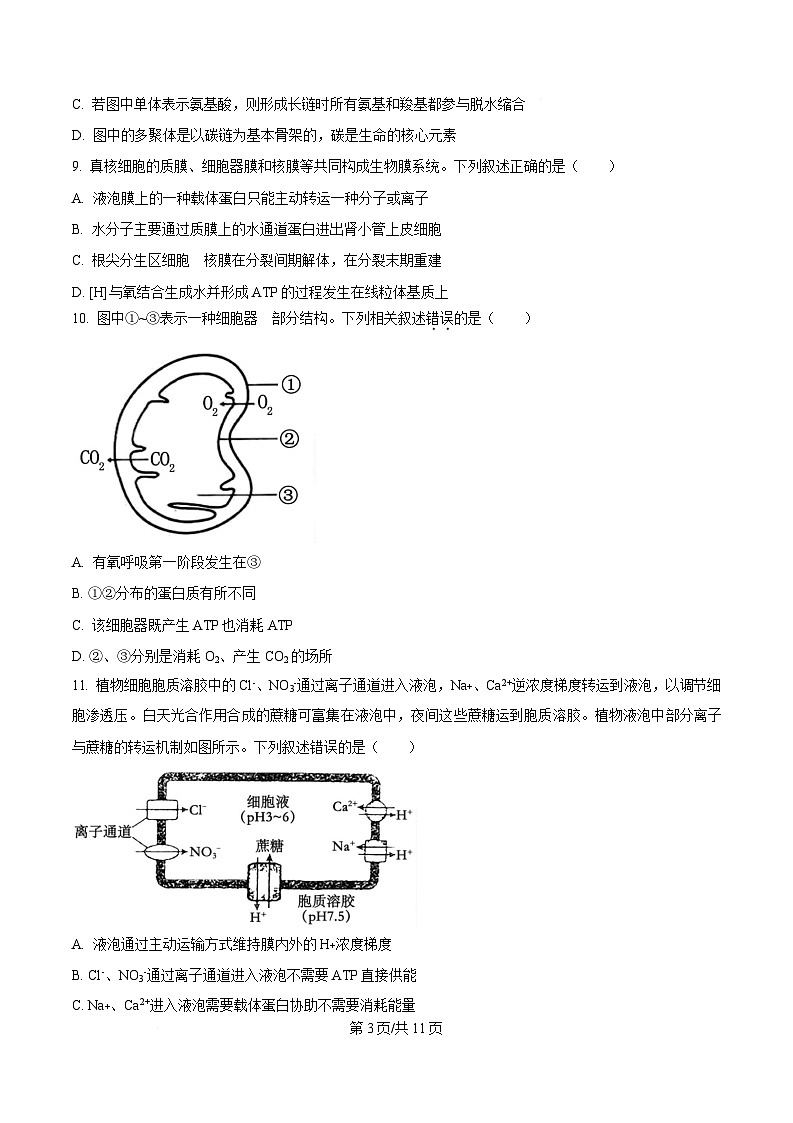 安徽省合肥市高中六校联盟2024-2025学年高一上学期1月期末生物试题（原卷版）第3页