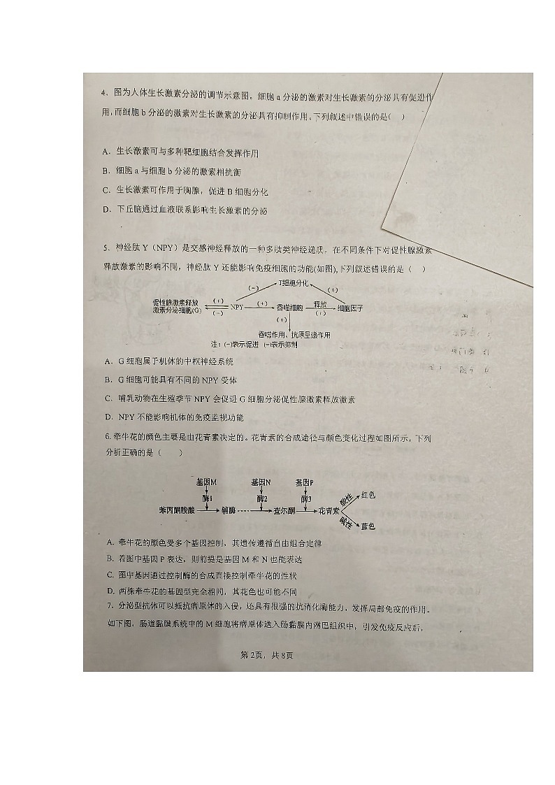 广东省揭阳市普宁市华侨中学2024-2025学年高二上学期11月期中生物试题第2页