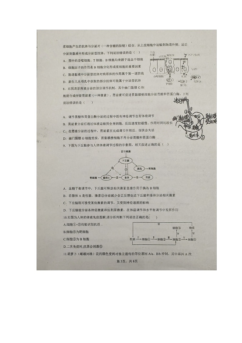 广东省揭阳市普宁市华侨中学2024-2025学年高二上学期11月期中生物试题第3页
