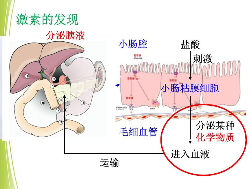 高中生物高考二轮专题复习课件：体液调节第4页