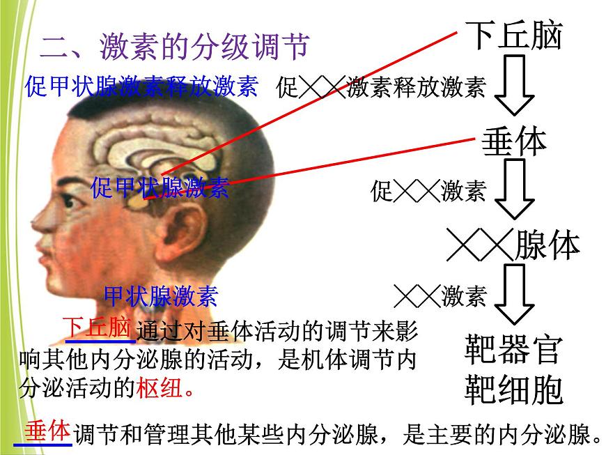 高中生物高考二轮专题复习课件：体液调节第8页