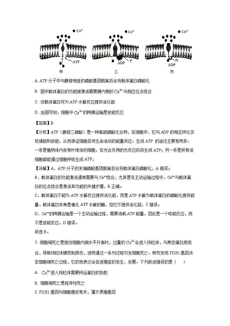 辽宁省抚顺市六校协作体2024-2025学年高三下学期期初开学考检测生物试卷（解析版）第2页
