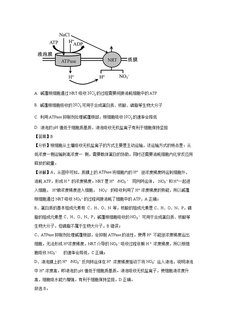 山东省青岛市2025届高三下学期第一次适应性检测生物试卷（解析版）第3页