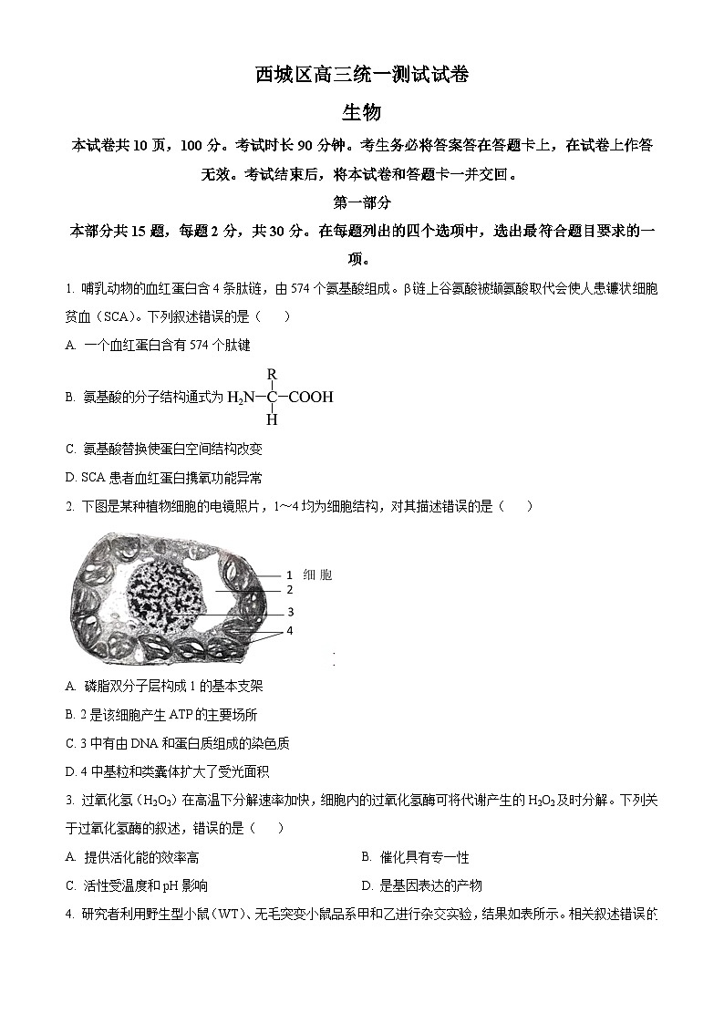 2025届北京市西城区高三统一检测生物试题  Word版无答案第1页