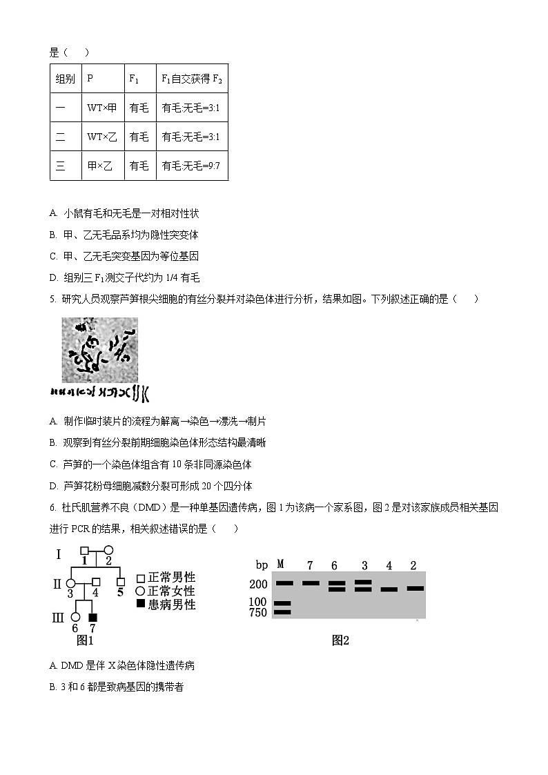2025届北京市西城区高三统一检测生物试题  Word版无答案第2页