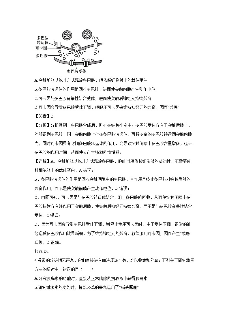 河南省洛阳市2024-2025学年高二上学期期末考试生物试卷（解析版）第3页
