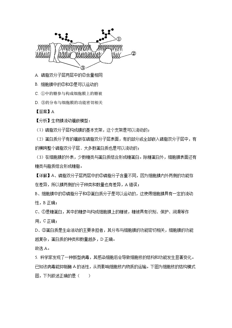 河南省商丘市部分学校2024-2025学年高一下学期开学考试生物试卷（解析版）第3页