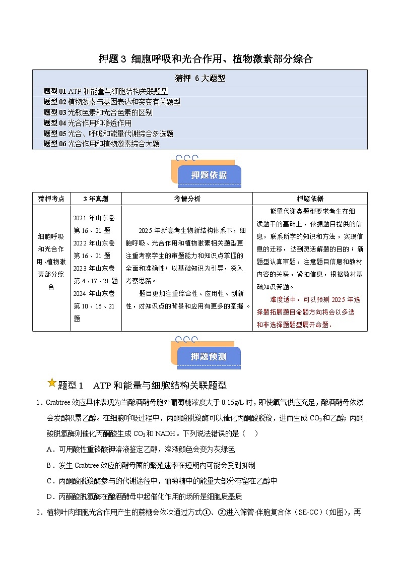 备战2025年高考生物抢押秘籍（山东专用）押题03细胞呼吸和光合作用、植物激素部分综合（学生版）第1页