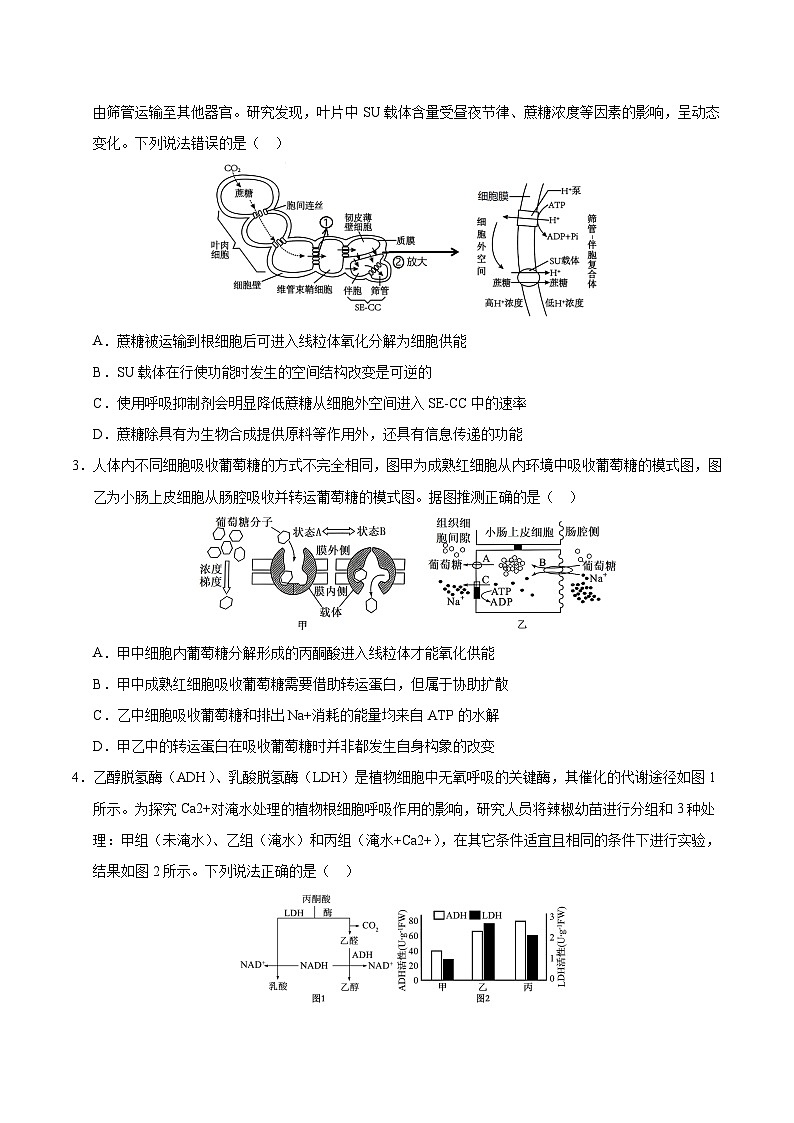 备战2025年高考生物抢押秘籍（山东专用）押题03细胞呼吸和光合作用、植物激素部分综合（学生版）第2页