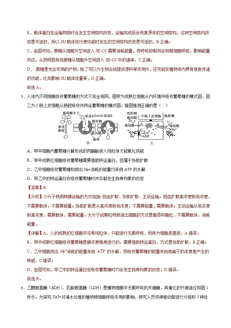 备战2025年高考生物抢押秘籍（山东专用）押题03细胞呼吸和光合作用、植物激素部分综合（教师版）第3页
