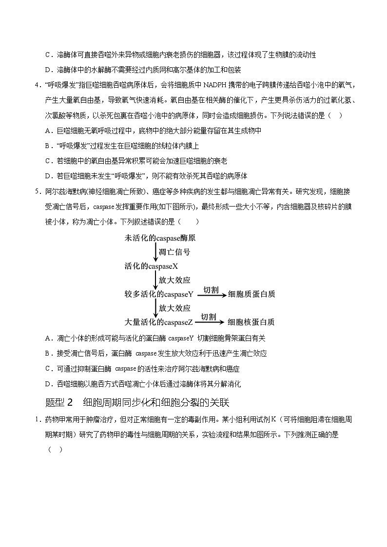 备战2025年高考生物抢押秘籍（山东专用）押题04有丝分裂和减数分裂及染色体异常情况分析（学生版）第3页