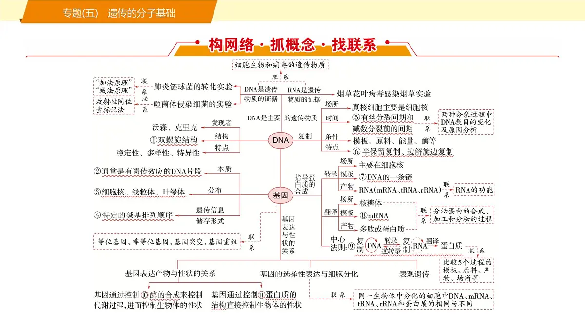 2025年高考生物二轮专题复习课件 06 第一部分 模块二 专题(五) 遗传的分子基础第2页
