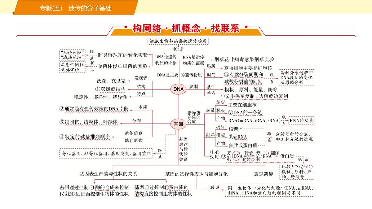 2025年高考生物二轮专题复习课件 06 第一部分 模块二 专题(五) 遗传的分子基础第2页