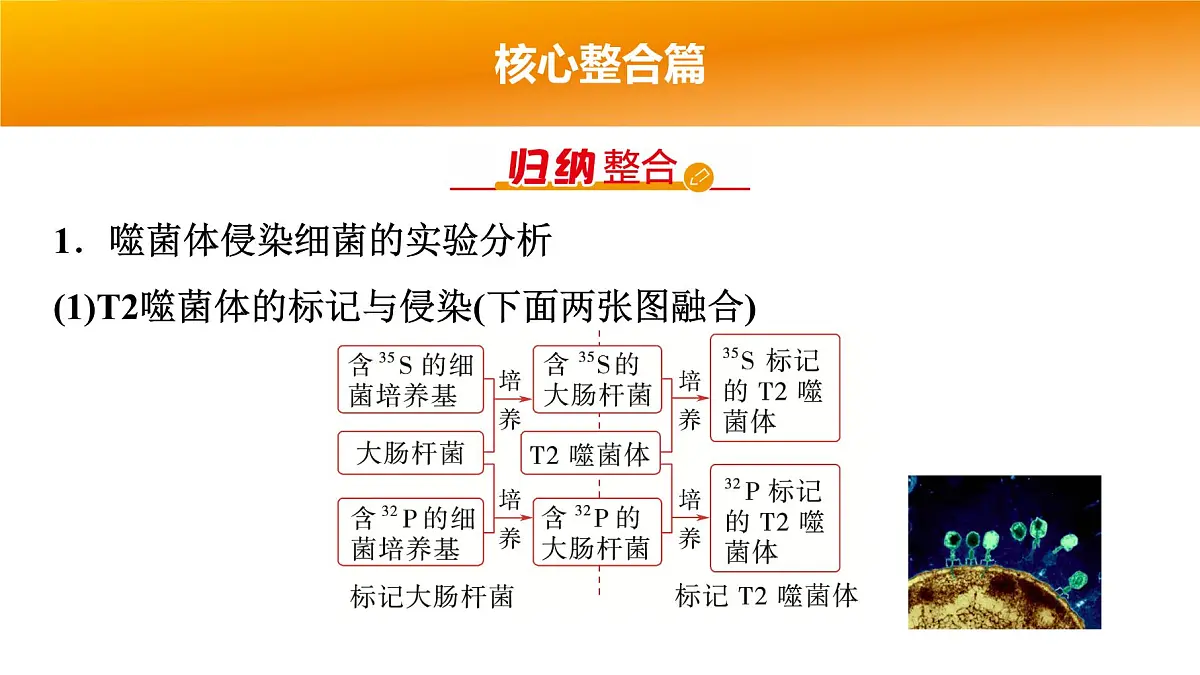 2025年高考生物二轮专题复习课件 06 第一部分 模块二 专题(五) 遗传的分子基础第4页