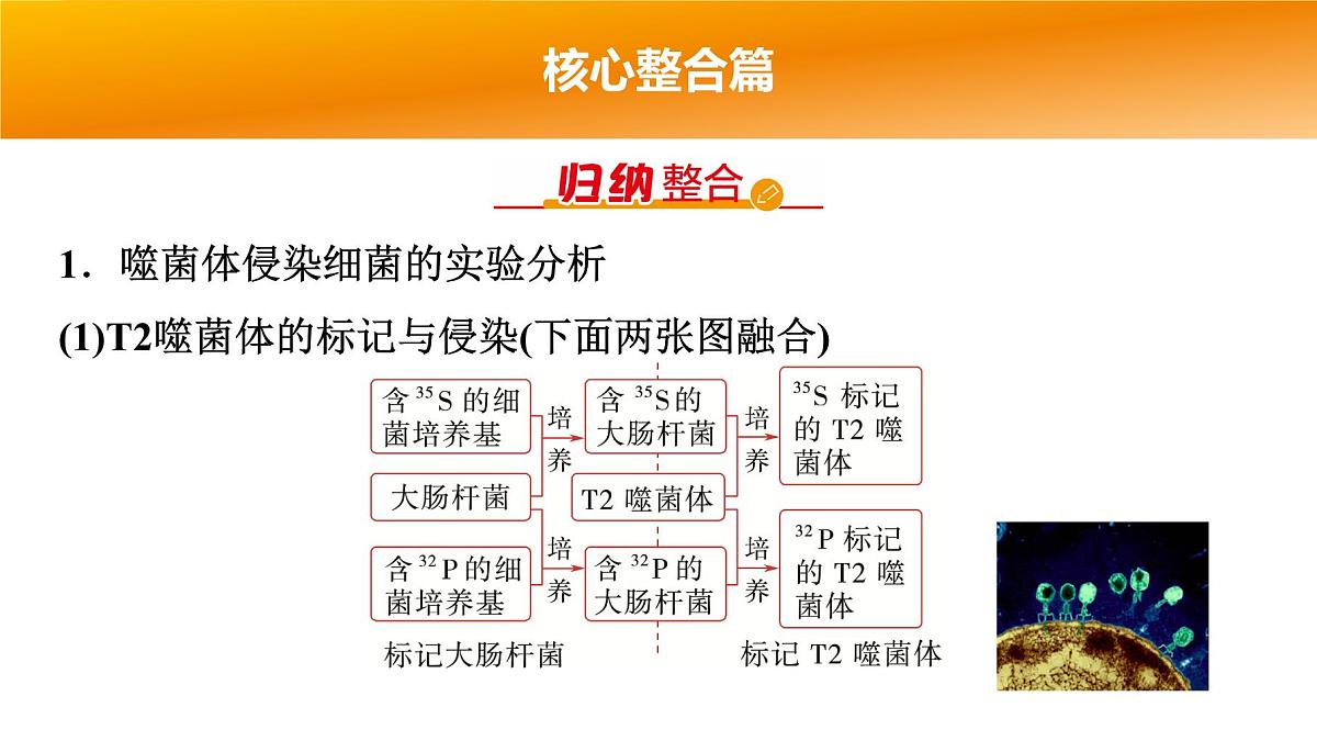 2025年高考生物二轮专题复习课件 06 第一部分 模块二 专题(五) 遗传的分子基础第4页