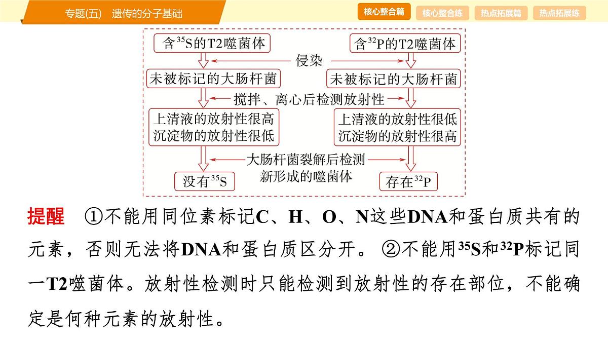 2025年高考生物二轮专题复习课件 06 第一部分 模块二 专题(五) 遗传的分子基础第5页