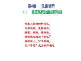 2025屆高三生物一輪復(fù)習(xí)課件：免疫調(diào)節(jié)+