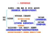 2025屆高三生物一輪復(fù)習(xí)課件：免疫調(diào)節(jié)+