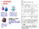 2025屆高三生物一輪復(fù)習(xí)課件：免疫調(diào)節(jié)+